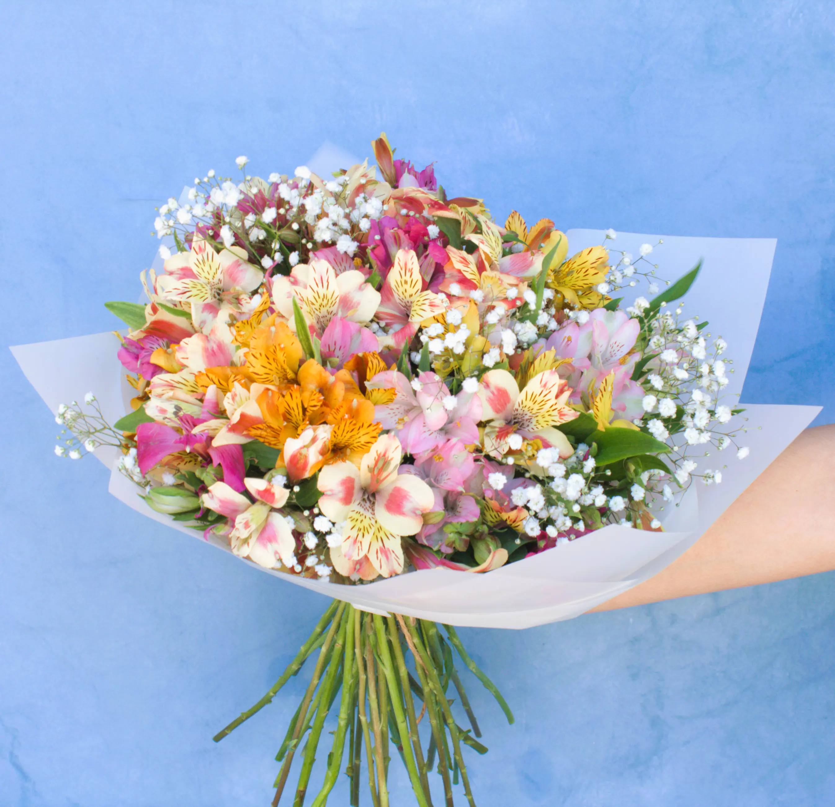 Astromelias surtidas